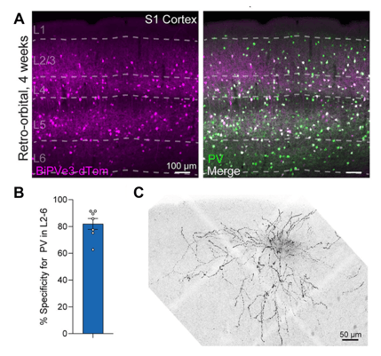Panel A shows two fluorescence micrographs of brain tissue, with many cell bodies appearing as magenta spots throughout layers 2 to 6, overlapping with green spots to appear white indicating good colocalization of the markers. Panel B is a bar graph showing that percent specificity for PV in L2-6 averages around 82%, with individual points indicating ranging from around 65% to 90%. Panel C shows a beautifully extended branching neuron stained black on a light gray background, spanning over 400x600 μm in size.