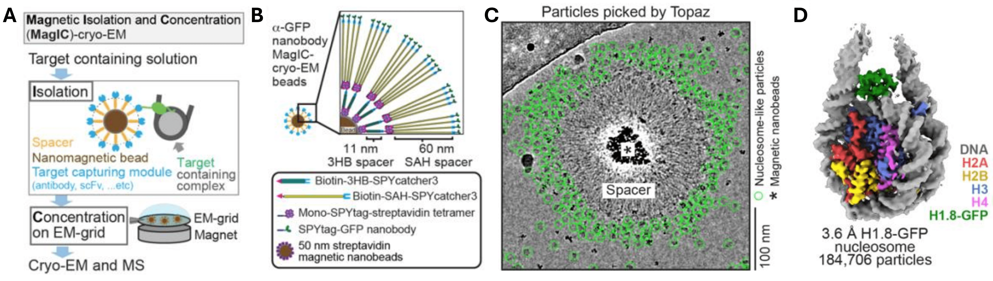 A: Illustration of MagIC-cryo-EM process where a "Target-containing solution" undergoes "Isolation" (showing the nanomagnetic bead surrounded by spacer proteins and target-capturing module, bound to the target containing complex - a nucleosome with a green protein attached). This is followed by "Concentration on EM grid", where multiple beads within a droplet of solution are held over a magnet, finally leading to "Cryo-EM and MS". B: Cartoon of linkers, spacers, and target capture modules: a 50 nm streptavidin magnetic nanobead is bound to one end of a short rod (the 11-nm Biotin-3HB-SPYcatcher3), which next binds to a small purple cluster (Mono-SPYtag-streptavidin tetramer), which next binds to a long rod (the 60-nm Biotin-SAH-SPYcatcher3), which binds to the SPYtag-GFP nanobody. C: An electron micrograph showing a bright particle (the magnetic nanobead) surrounded by a dense ring of outstretched, aligned filaments (the Spacer region), ending with around a hundred small gray spots, each outlined with a green circle. D: 3D surface density map of a 3.6 Å resolution structure reconstructed from 184,706 particles. A gray DNA double helix is wrapped around a multi-colored complex of H2A, H2B, H3, H4, and H1.8-GFP proteins, with alpha helices visible.