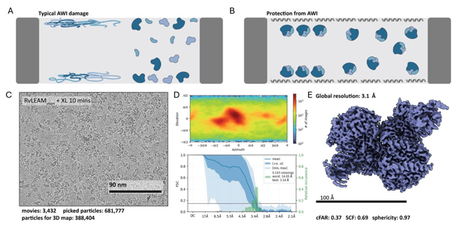 A;  Cartoon showing denatured proteins (as unraveled squiggles at the sample surface) and isolated folded proteins (scattered blobs). B: Cartoon showing intact protein complexes, with a series of helical proteins lined up along the sample surface. C: An electron microscope image with protein particles on a gray background. D: A heat map of particle orientation, with red region (highly populated) in the center, surrounded by diffuse yellow and green areas, then blue at the edges. Below that is a graph of FSC (y-axis) vs resolution (x-axis) shows a line surrounded by dark and light blue areas. The line represents the mean and the dark blue and light blue areas represent the +σ, -σ and the min, max respectively. Resolution is inversely correlated with FSC, going from 17 Å to 2.8 Å as FSC drops from 1.0 to 0, with a sharp decrease starting at 4.3 Å and intersecting with the 0.143 FSC threshold at 3.1 Å. E: a 3D surface model of a large, multi-subunit protein complex.