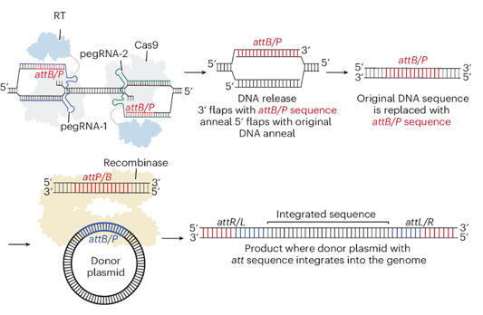 See figure caption for description of the process illustrated.