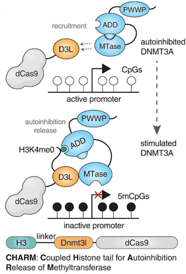 See figure caption for description of the process illustrated.