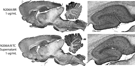 Two sets of IHC images of rat brain sections. Comparison of the  brain regions shows the staining appears equivalent between the two antibodies.