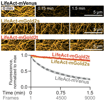 Top section shows fluorescence images at three time points with LifeAct fusion proteins. All three samples at 0 min show a well-resolved network of dense filaments, but the mVenus images fade to nearly dark at 0.75 min and almost no visible signal at 1.5 min, while mGold2t and mGold2s are still well-visualized at later times. Bottom panel is a graph of Fluorescence (normalized to max) over time (0 to 1.5 min). LifeAct-mVenus decays quickly, below 25% at 1.5 min, while mGold2t and mGold2s both decay only slightly, maintaining over 80% signal at 1.5 min.