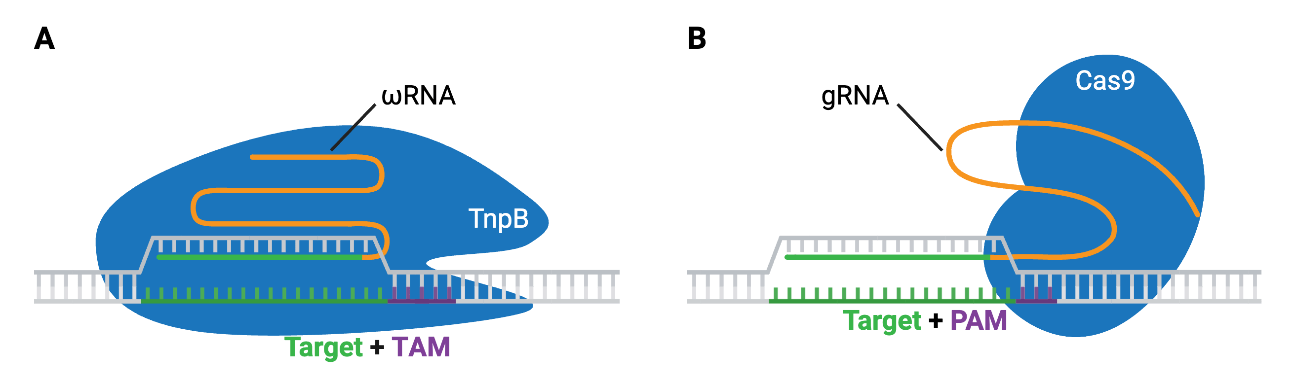 Cartoon depiction of TnpB (panel A) and Cas9 (panel B) bound to a target DNA. The DNA strands are shown separated at the target sequence, with the target sequence and the TAM (TnpB) or PAM (Cas9) are highlighted in different colors. The guide region of the omega RNA or gRNA bound to the opposite DNA strand of the target sequence.
