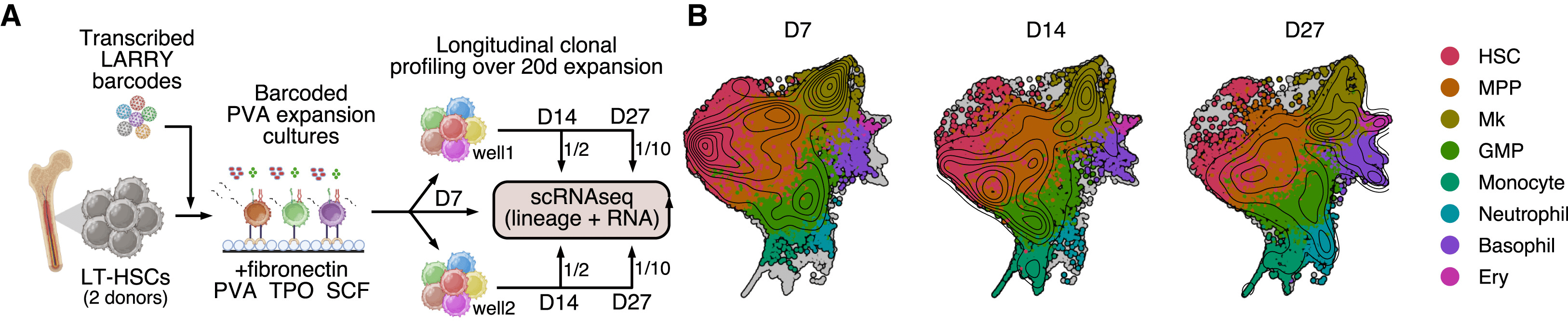Panel A shows an experimental workflow and panel B shows a UMAP plot clustering different hematopoietic cell types, as described in Singh et al. (2025) text and Figure 1.