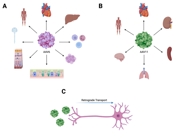 Illustrations of AAV6 and AAV11 viral particles with organs and cell types as listed in the caption.