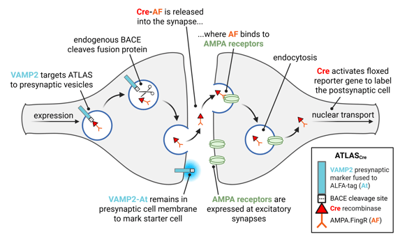 An illustration of the mechanism of ATLASCre. ATLASCre is a fusion protein comprising VAMP2, ALFA-tag, a β-secretase (BACE) cleavage site, Cre recombinase, and AMPA.FingR. Following expression of ATLAS, the VAMP2 subunit targets ATLAS to presynaptic vesicles. Within the vesicle, endogenous BACE cleaves the fusion protein, separating VAMP2-At from Cre-AF. Upon exocytosis, VAMP2-At remains in the presynaptic cell membrane, while Cre-AF is released into the synapse. AF binds AMPA receptors at excitatory synapses and is endocytosed into the postsynaptic cell. Following nuclear transport, Cre activates a floxed reporter gene.
