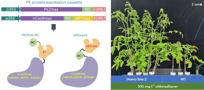 Two panels are shown. The left panel is a cartoon depiction of the prime editing protein tools deposited with Addgene, PE2max-NC and ePEmax3. The PE protein expression cassette is shown for each, indicating both tools use a p35S promoter and a EURb7 terminator. PE2max-NC is a fusion protein consisting of nCas9max, a reverse transcriptase (RT), and a nucleocapsid (NC) protein. ePEmax3 is a fusion protein consisting of nCas9max, NC, and an engineered RT (eRTmax). The right panel is a photograph of two groups of leafy green tomato plants. The Homo line 2 plants are about 60 cm tall and appear healthy, while the WT plants are about 30 cm tall and appear stunted, with healthy leaves at the bottom of the plant but curled, dead stems at the top.