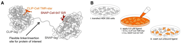 Panel A shows a protein ribbon diagram of CLIP-tag and SNAP-tag connected by a linker, highlighting the bound CLIP-Cell TMR-star and SNAP-Cell 647 SiR fluorophore ligands. Panel B illustrates a series of cell culture dishes with protocol steps. "i. transfect HEK 293 cells". "ii. apply 0.5 μM ligand: 16 hrs CLIP-Cell TMR-Star and 2 hrs SNAP-Cell 647 SiR" and a pipette fills the media in the dish with colored dye. "iii. wash out unbound ligand" and some cells in the dish are colored with internalized dye.