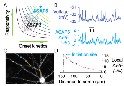 Panel A shows a plot of Responsivity and Onset kinetics, with a cloud of gray points scattered around ASAP3. One point, labeled ASAP5, is a distant outlier on both axes. Panel B shows two time traces of Voltage (mV) and ASAP5 -ΔF/F(%), with numerous spikes over time closely correlated between the two traces. Panel C shows a fluorescence micrograph of a neuron with long branching dendrites. Bright spots decorate the branches, and bright signal fills the cell body. One dendrite is traced with a yellow line and marked with several circles; one circle is solid. Panel D shows a plot of -ΔF/F(%) versus distance from soma (μm), with data points fit well with an exponential curve. Signal at the initiation site is around 15% and points at shorter distance to the soma have lower signal, while signal at the soma is about 1%.