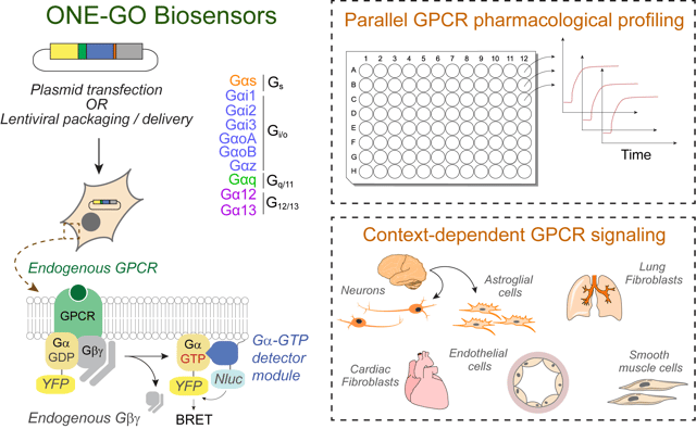 Two-panel illustration of the components and applications of ONE-GO biosensors. Left panel depicts a plasmid being introduced to a cell and the ONE-GO proteins that are expressed from it. GDP-Gα-YFP forms a complex with endogenous GPCR and Gβγ proteins. Arrows indicate that when the GDP is replaced with GTP, the nanoluciferase detector module binds GTP-Gα-YFP, placing Nluc close to YFP and generating BRET signal. A list indicates the G proteins targeted, which are also reflected by the plasmid names given in the Contents of Kit section. Right side depicts two applications, parallel GPCR phamacological profiling with a 96-well plate or context-dependent GPCR signaling in several tissue and cell types.