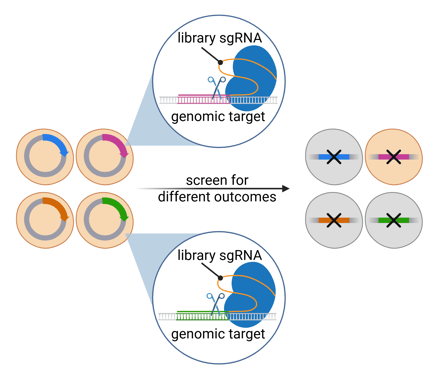 Cartoon of four cells, with a different plasmid in each. A zoom panel shows the interior of the cells, where Cas9 uses a library sgRNA to cut a matching genomic target. Each plasmid has a different genomic target. An arrow labeled “screen for different outcomes” points to the four cells with the target genes knocked out, indicated with an X. Three cells are gray while one remains the same color, representing a different phenotype after knockout.