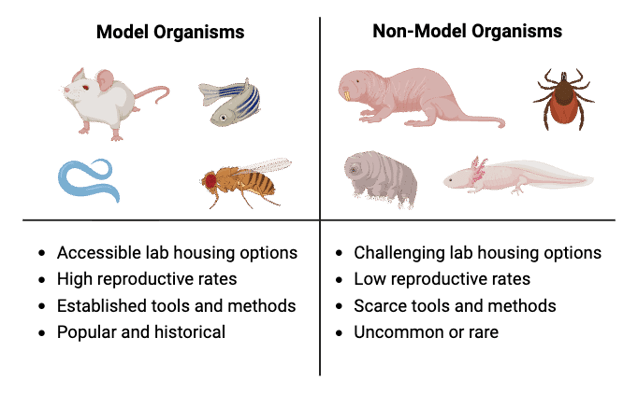The first column shows model organisms, with images of a mouse, zebrafish, nematode, and fruit fly. Model organism bullets read: accessible lab housing options, high reproductive rates, established tools and methods, and popular and historical. The second column shows non-model organisms, with images of a naked mole-rat, tick, tardigrade, and axolotl. Non-model bullet points read: challenging lab housing options, low reproductive rates, scarce tools and methods, and uncommon or rare.