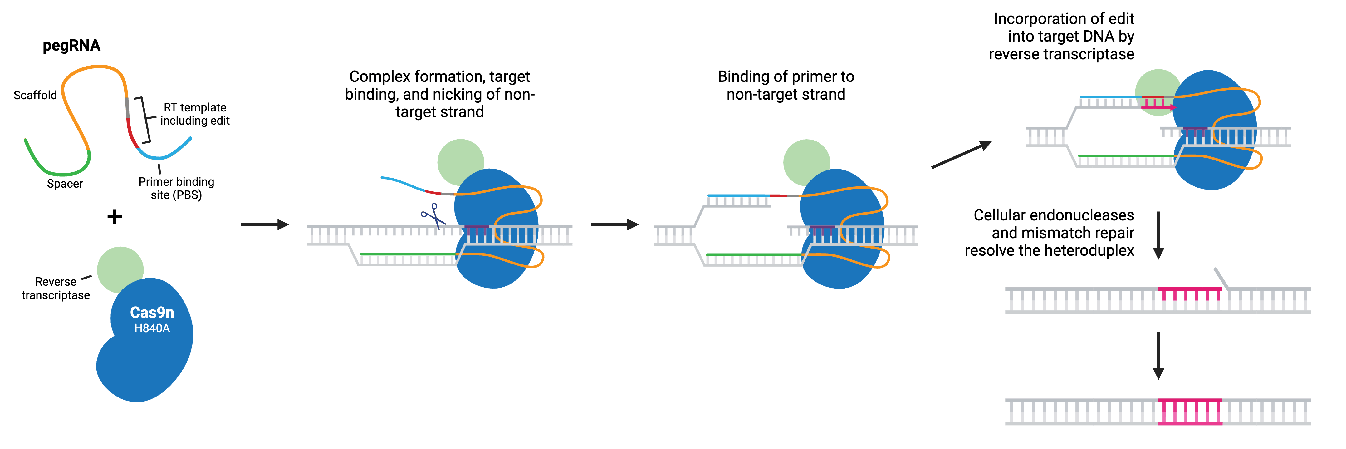 CRISPR prime editing schematic. The parts of the prime editor and pegRNA are indicated. The prime editor consists of a Cas9n H840A nickase fused to a reverse transcriptase (RT), while the pegRNA includes spacer, scaffold, RT template, and primer binding site (PBS) sequences. The desired edit is part of the RT template. In the first step, these components form a complex, bind target DNA, and nick the Cas9 non-target strand. Next, the primer sequence binds the freed non-target strand, and the RT extends it using the RT template, incorporating the edit into target DNA. Finally, the DNA is freed from the prime editing complex, and cellular endonucleases and mismatch repair resolve the heteroduplex.