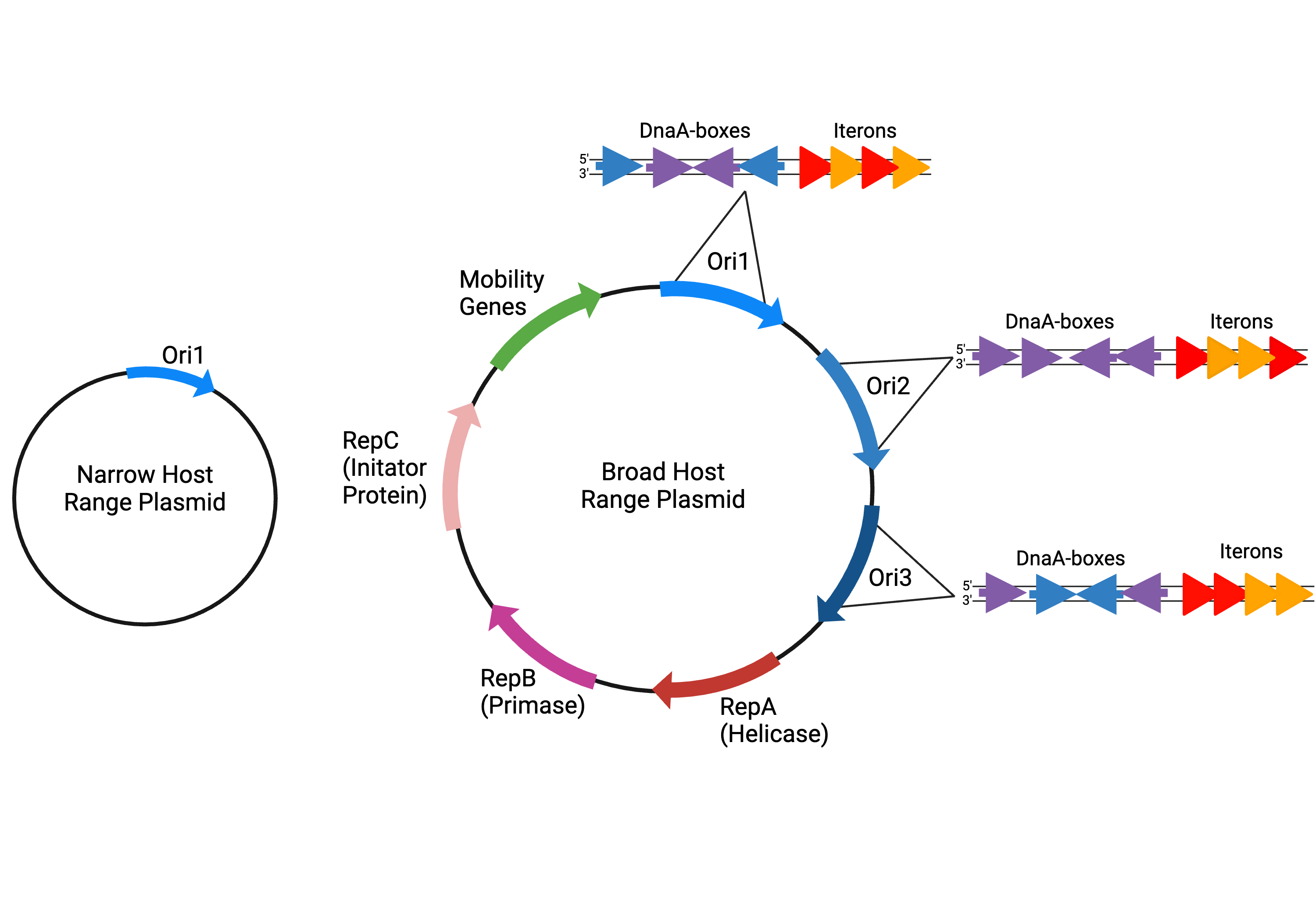 Plasmids 101: Broad Host Range Plasmids