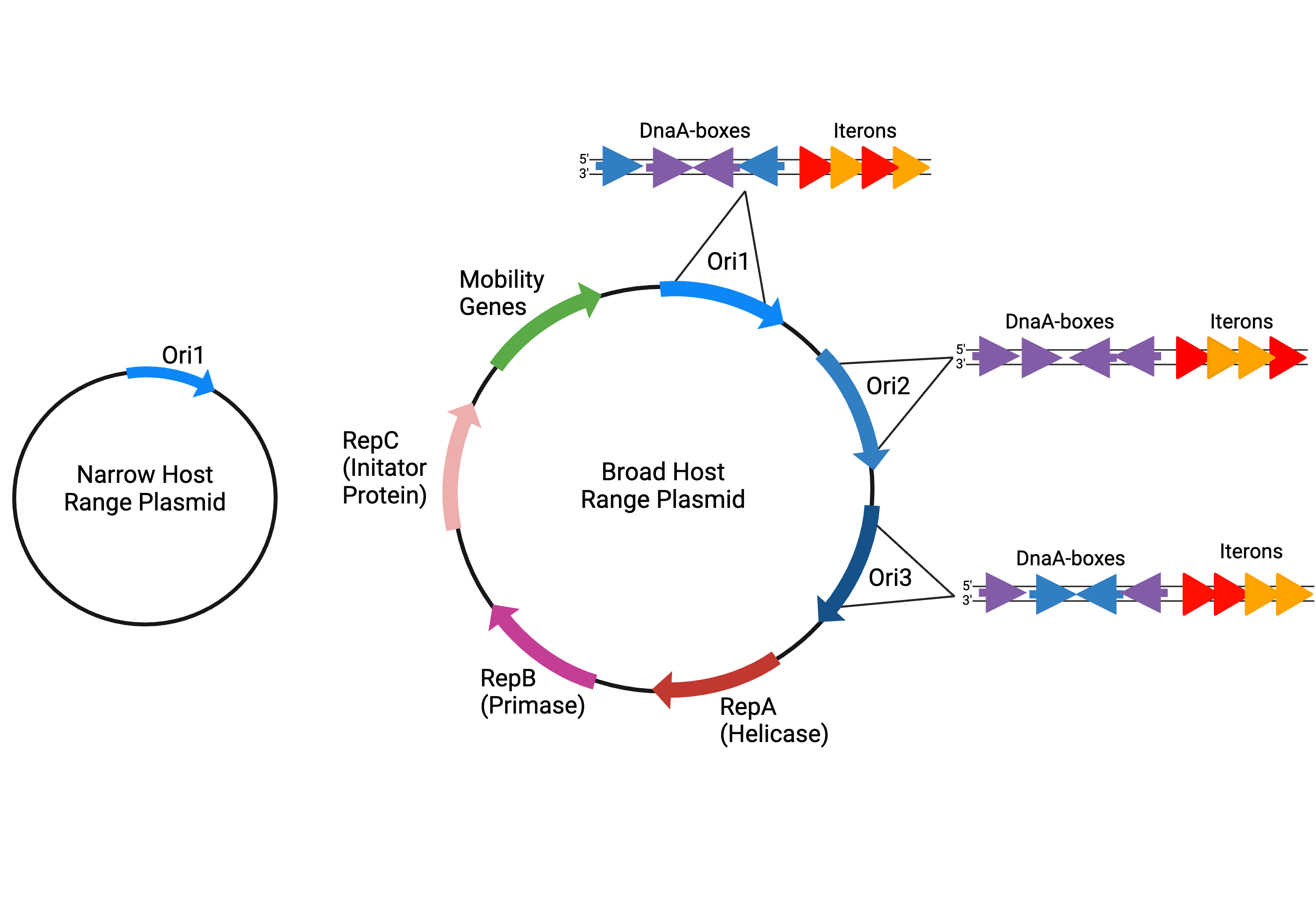 Left: small plasmid with one ORI, "ORI1", labelled "narrow host range plasmid". Right, plasmid with ORI1, ORI2, and ORI3. Each ORI has an insert with different DnaA-boxes and iterons; differences are represented by different colors. 