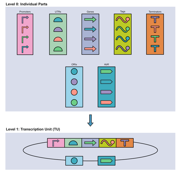 Graphic showing MoClo level 0, with individual parts such as promotors, UTRs, genes, tags, terminators, ORIs, and AbRs, all separate from each other, with an arrow pointing to Level 1, with a transcriptional unit consisting of seven individual parts now connected in a circle.