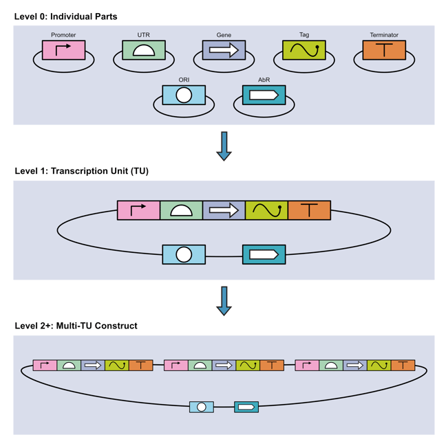 Schematic showing the three assembly levels of MoClo. Level 1 has 7 individual parts on a plasmid; Level 1 has seven parts all together on on plasmid; Level 2+ has three sets of five parts each on a plasmid, with two additional parts on the plasmid but separated from the sets.