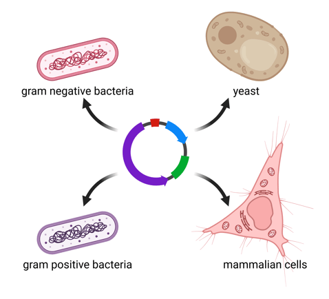 A cartoon plasmid at the center of the image has arrows leading to many possible host species: gram negative bacteria, gram positive bacteria, yeast, and mammalian cells.