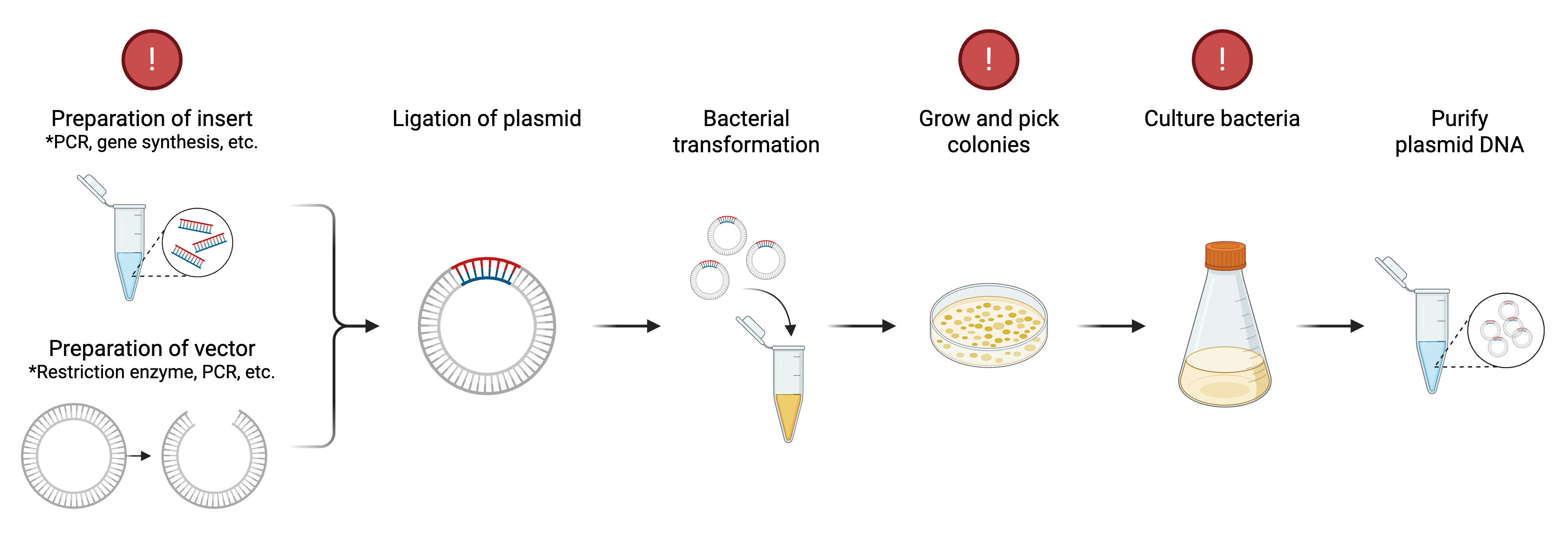A flow chart of the plasmid cloning process and the propagation of plasmids in bacteria. The first panel shows the preparation of an insert using PCR, gene synthesis, etc. represented by a microcentrifuge tube with a zoom panel showing DNA oligos, and the preparation of the vector using restriction enzymes, PCR, etc., represented by a circular plasmid going to a linearized plasmid. The next arrow points to the ligation of the plasmid, showing the linearized plasmid now contains the insert sequence. The next arrow points to bacterial transformation, shown as multiple plasmids being transformed in a microcentrifuge tube of bacteria. The next arrow points to growing and picking colonies, shown as an agarose plate with bacterial colonies on it. The next arrow points to the culture of bacteria, shown as a flask with broth in it. The final arrow points to purify plasmid DNA, shown as a microcentrifuge tube with a zoom panel showing multiple copies of the plasmid. Red circles with exclamation points are above the preparation of insert and vector, grow and pick colonies, and culture bacteria steps.