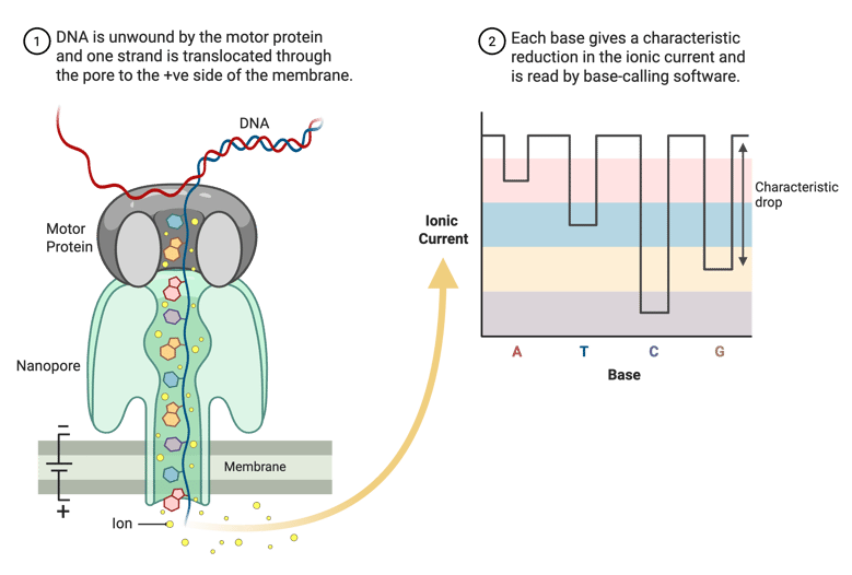 Steps for nanopore sequencing accompanied by cartoon schematics of each step. Step one, DNA is unwound by the motor protein and one strand is translocated through the pore to the positive side of the membrane. Step two, each base gives a characteristic reduction in the ionic current and is read by base-calling software. For step one, a nanopore is shown with the motor protein above, and the DNA strand passing through. The bottom of the nanopore is anchored to the membrane, which is positively charged on the bottom, negatively charged on the top. The second step shows an example graph of the ionic current output. The bases are on the x-axis, and a line shows the characteristic drop for each base.