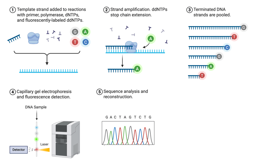 Steps for Sanger sequencing accompanied by cartoon depictions of each step. Step one, template strand added to reactions with primer, polymerase, dNTPs, and fluorescently-labeled ddNTPs. Step two, strand amplification. ddNTPs stop chain extension. Step three, terminated DNA strands are pooled. Step four, capillary gel electrophoresis and fluorescence detection. Step five, sequence analysis and reconstruction.