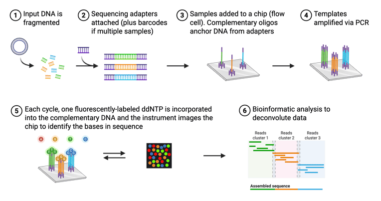  Steps for short-read sequencing accompanied by cartoon depictions of each step. Step one, input DNA is fragmented. Step two, sequencing adapters attached (plus barcodes if multiple samples). Step three, samples added to a chip (flow cell). Complementary oligos anchor DNA from adapters. Step four, templates amplified via PCR. Step five, each cycle, one fluorescently-labeled ddNTP is incorporated into the complementary DNA and the instrument images the chip to identify the bases in sequence. Step six, bioinformatic analysis to deconvolute data.