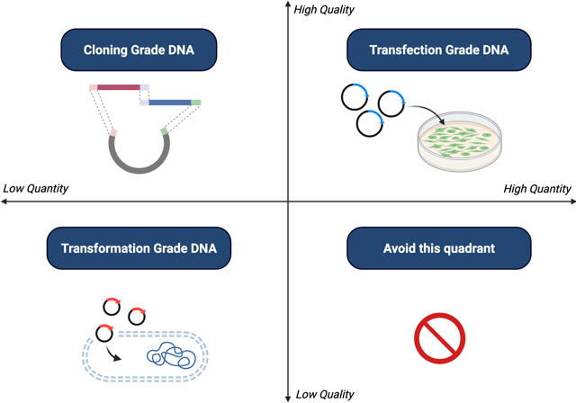 Quantity by quality graph illustrates the relationship between different categories of plasmid DNA preps. In the low quality/low quantity quadrant is transformation grade DNA with a cartoon image of two DNA fragments being ligated into a plasmid. In the low quantity high quality quadrant is cloning grade DNA with a cartoon image of three plasmids being transfected into a cell culture. In the high quality high quantity quadrant is transfection grade DNA with a cartoon image of three plasmids entering a bacterium with a porous cell wall. The high quantity low quality quadrant is to be avoided with a no symbol (red circle with a red line through it).