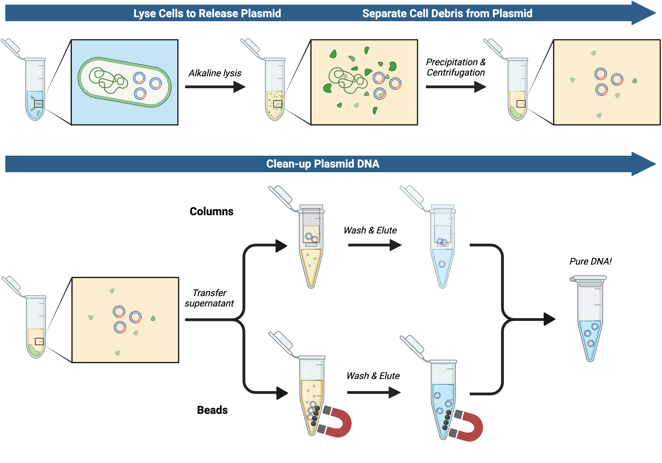 Overview of general plasmid isolation process showing the key stages in the workflow. Stages include lyse cells to release plasmid, separate cell debris from plasmid, and clean-up plasmid DNA. The stages include cartoon depictions of each step, starting with bacteria in a microcentrifuge tube and a callout showing a cartoon bacterium. An arrow with alkaline lysis written above goes to the next microcentrifuge tube with a callout showing free floating plasmid DNA, genomic DNA, and cellular debris. An arrow with precipitation and centrifugation written above points to the next tube now containing a pellet of cell debris with a callout showing just the plasmid DNA and much less debris. From this there is a divergence in the workflow during the clean-up stage, showing a diverted arrow with transfer supernatant written above. The top arrow is column purification, with a cartoon depiction of a column in a microcentrifuge tube. The bottom arrow is bead purification, with a cartoon depiction of the plasmid DNA bound to beads in a microcentrifuge tube, and a magnet holding the beads in place. Each method has an arrow pointing to the next tube with wash and elute written above and depicting the same tubes now with cleaned up plasmid DNA. The final arrow converges again at the final product, a tube containing purified plasmid DNA.