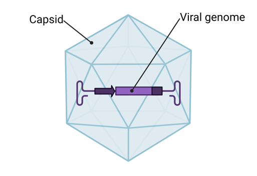 Cartoon showing an icosohedral viral capsid enclosing a short viral genome.