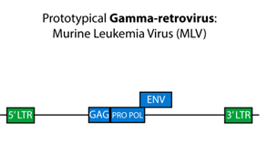 A line and box diagram representing the genome, with relevant genes represented by labeled boxes, of gamma-retrovirus with five gene represented by boxes. 