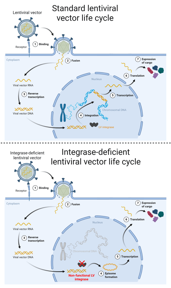 Two cartoons of viral life cycles. The binding, fusion, and reverse transcription steps are the same for standard lentiviral vectors and IDLVs, resulting in the double-stranded proviral DNA translocating to the nucleus. In the standard lentiviral life cycle, this proviral DNA is integrated into the host's chromosomal DNA by the LV integrase. In the integrase-deficient lentiviral life cycle, the LV integrase is non-functional, so the vector DNA forms a circular episome instead. In both cases, expression proceeds similarly from the introduced viral vector DNA.