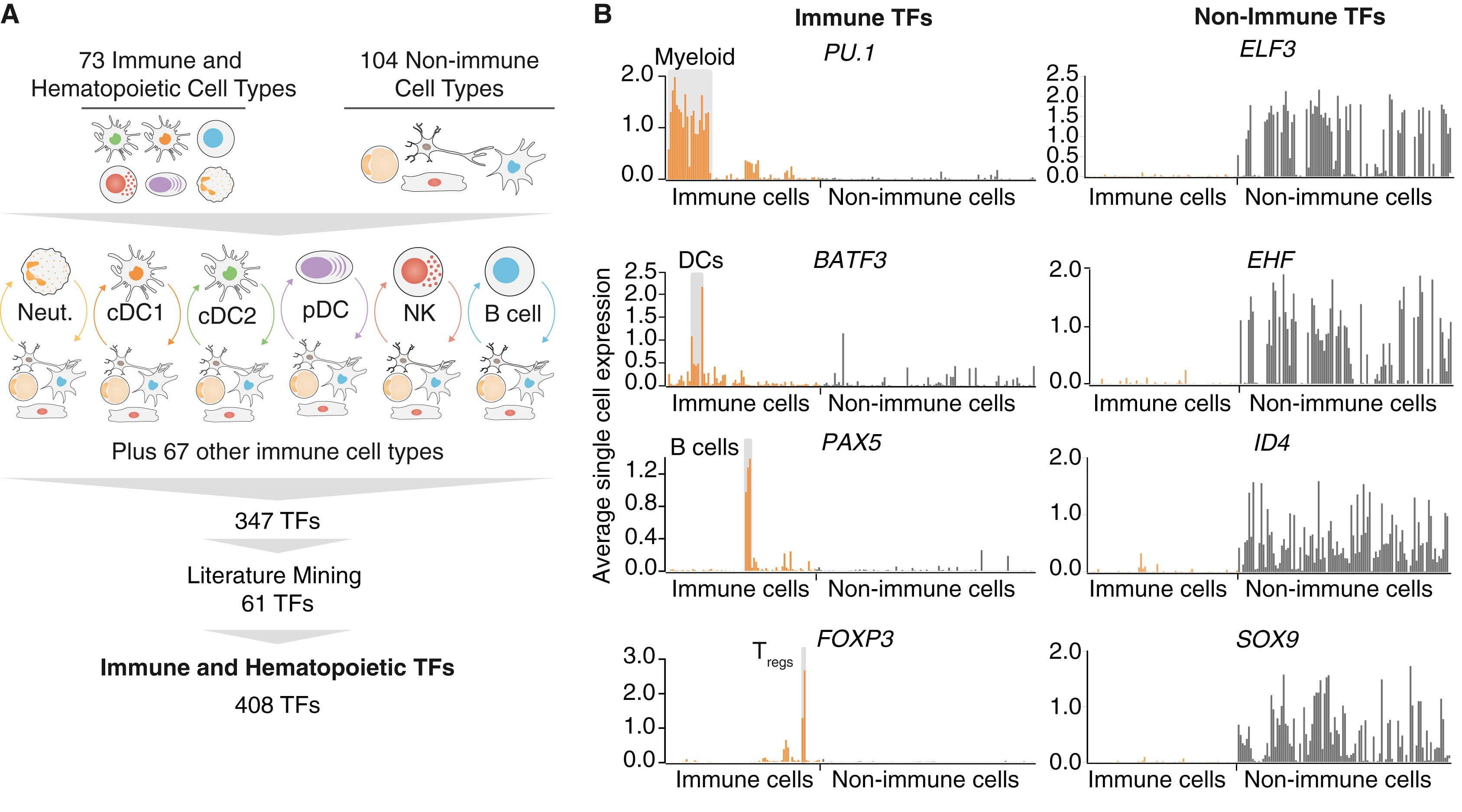 (A) A cartoon flowchart illustrating the selection of immune-specific TFs, as described in the caption. The 6 shown immune cell types are Neut., cDC1, cDC2, pDC, NK, and B cells. (B) Average single-cell expression data for eight TFs across various cell types. The non-immune TFs (ELF3, EHF, ID4, and SOX9) show almost no expression in immune cells and widespread expression across non-immune cells. The immune TFs (PU.1, BATF3, PAX5, and FOXP3) show low expression across almost all cells, including immune cells, except for small clusters of related cell types: myeloid, DCs, B cells, or Tregs, respectively. 