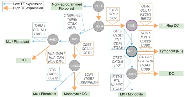 A flowchart reflecting a cell fate decision tree. At each node, a transcription factor leads to two different outcomes depending on high or low expression. Each arrow is annotated with signature pathway genes. By following arrows through 3-5 nodes, various cell fates are decided: Non-reprogrammed fibroblast, MΦ/fibroblast, DC, monocyte/DC, MΦ/monocyte, lymphoid (NK), or mReg DC.