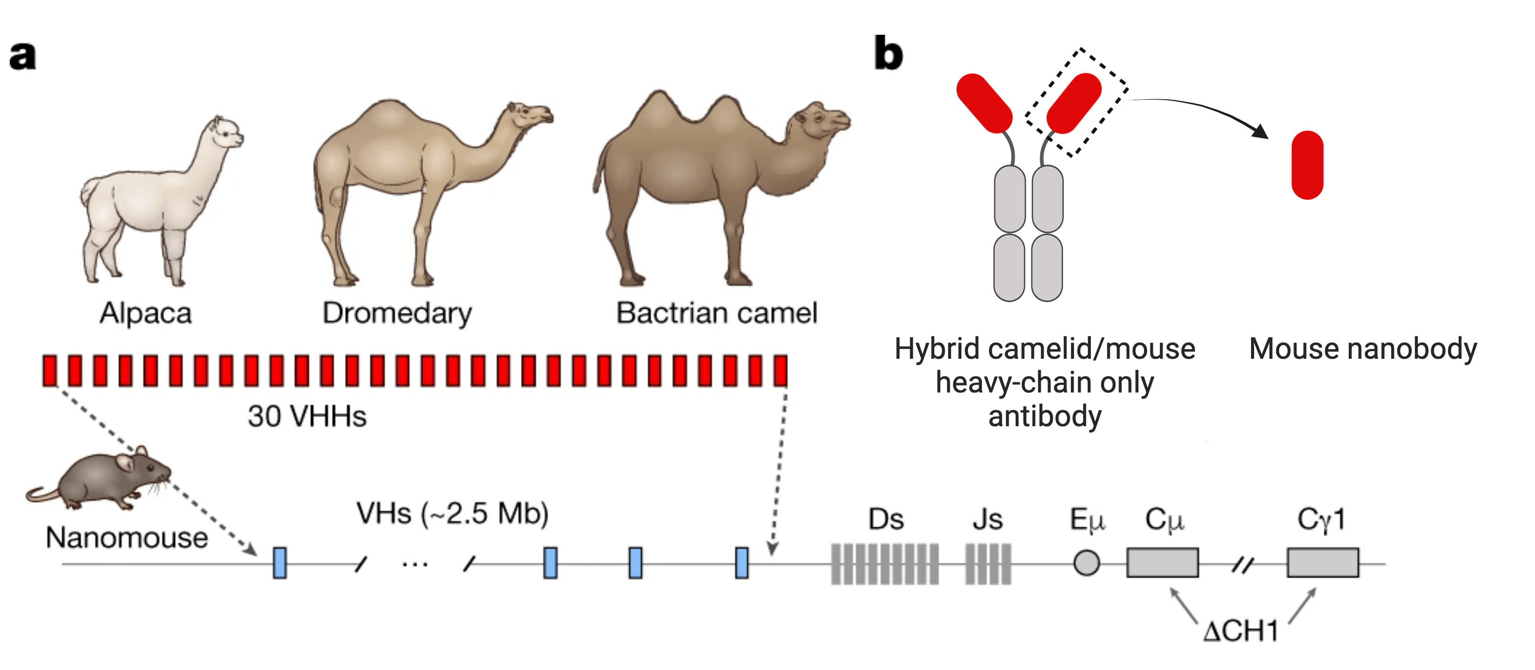 (A) Diagram summarizing the genetic modifications made to generate the nanomouse. The modifications include insertion of 30 VHH genes from different camelid species and mutation of two endogenous heavy chain genes to promote expression of heavy chain only antibodies. VHH genes encode the variable domains of heavy-chain only antibodies. (B) Hybrid camelid/mouse heavy-chain only antibodies are composed of the mouse Fc constant domains and a camelid variable domain, which is the source of the nanomouse-derived nanobodies. 