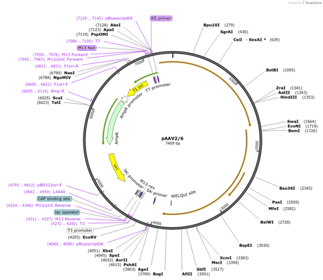 COMPRESSED_ addgene-plasmid-240485-sequence-474484-map