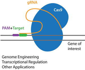 Key components of CRISPR-Cas9: Cas9 endonuclease, gRNA, PAM, and target sequence. CRISPR applications: genome engineering, transcriptional regulation, and other applications.