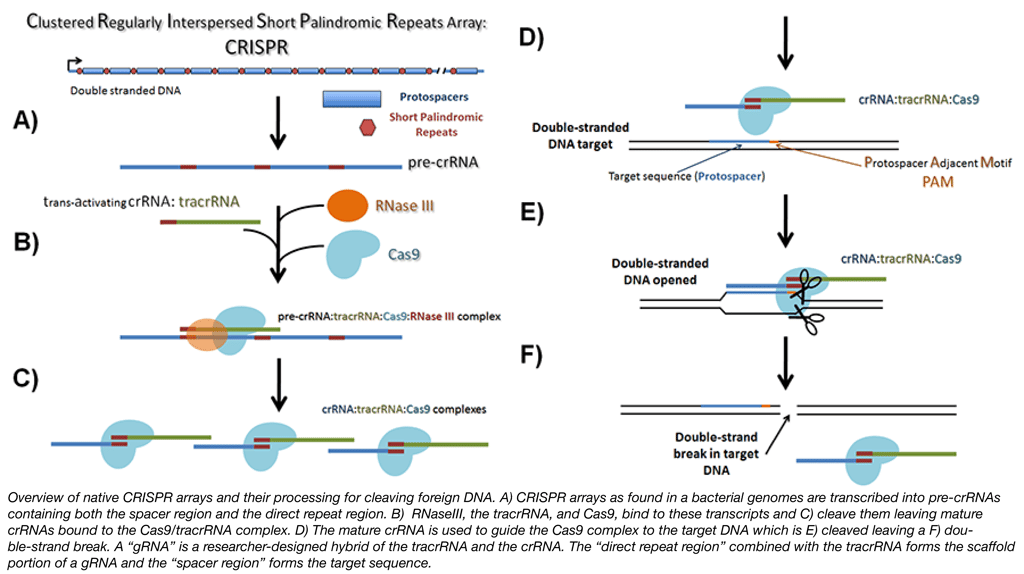 Components Of Crispr Cas9