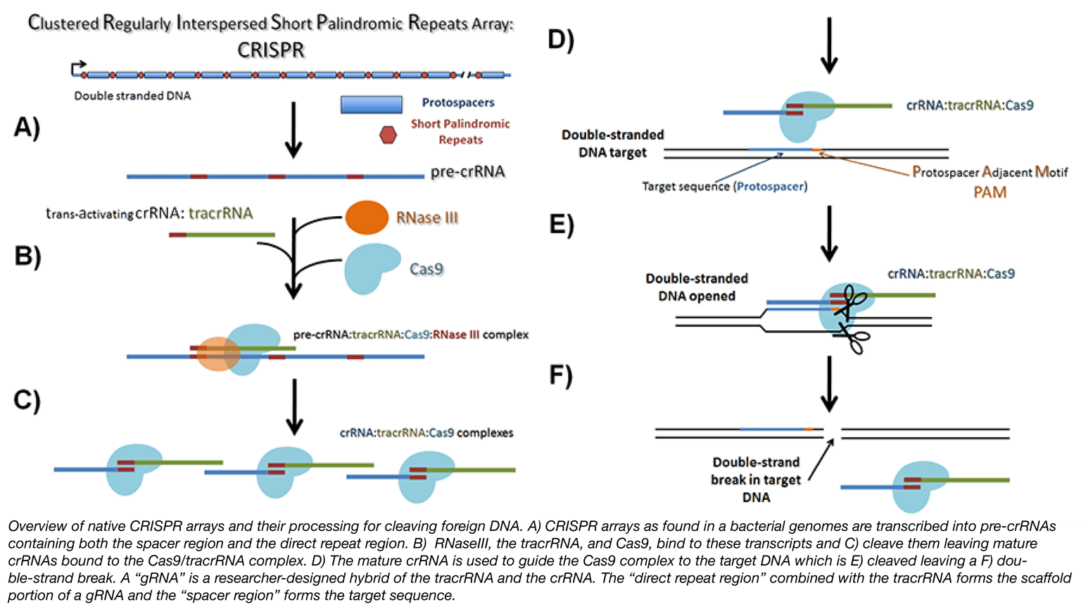 Components of CRISPR/Cas9