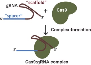 gRNA structure consists of a spacer region at the 5' end and a curved scaffold at the 3' end of the RNA. The gRNA complexes with Cas9 to form the Cas9:gRNA complex.
