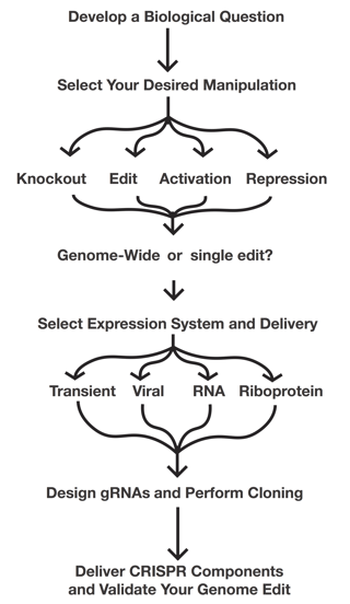 Workflow for planning your CRISPR experiment