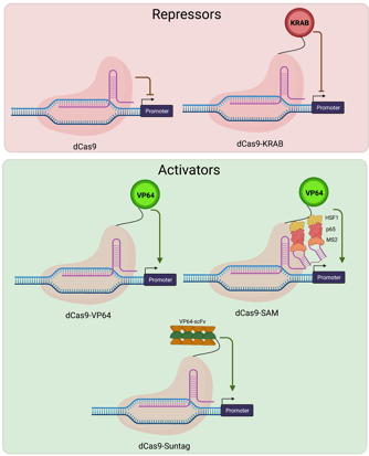 Cas9 activators_repressors-min-png