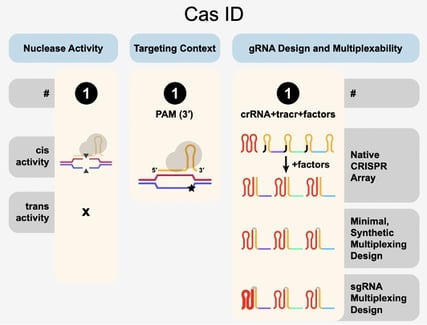 Example output file of the nuclease activity, targeting context, and gRNA design and compatibility for a given Cas entry on CasPEDIA.