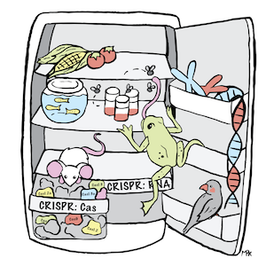 A comic of an open lab refrigerator with model organisms, DNA, and a drawer that says CRISPR:Cas with Cas proteins inside.