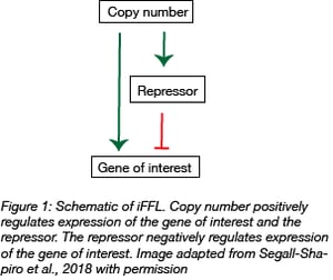 schematic of the incoherent feedforward loop