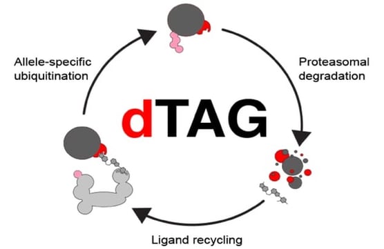Graphic diagramming a dTAG tagged protein cycling through allele-specific ubiquitination, ligand recycling, and proteasomal degradation of the tagged protein.