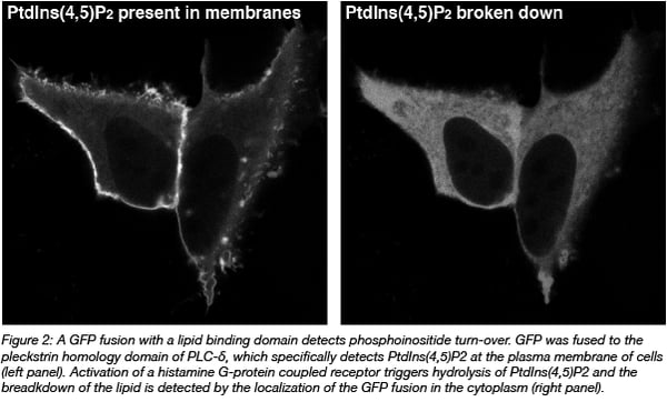 GFP fusion lipid binding domain phosphoinositide