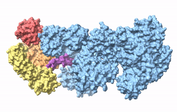 Crystal structure of S. pyogenes Cas9 in the apo state (PDB ID 4CMP). The protein is shown in the open conformation, with the lobes stretched apart. The REC lobe in particular is not compact and exposes a lot of irregular surface area to solvent.