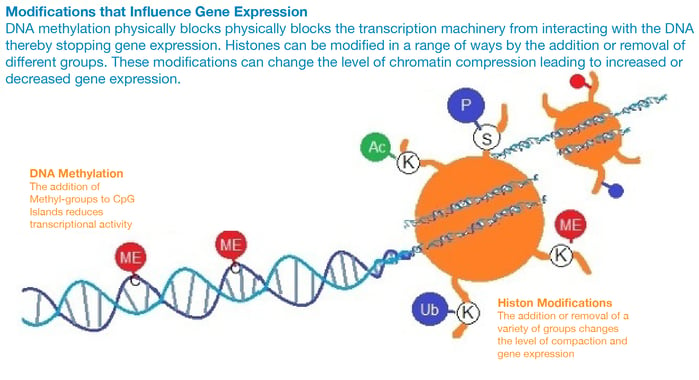 Histone and DNA modifications that influence gene expression. DNA methylation to CpG islands reduces transcriptional activity. Histone modifications by the addition or removal of a variety of groups changes the level of compaction of chromatin and gene expression.
