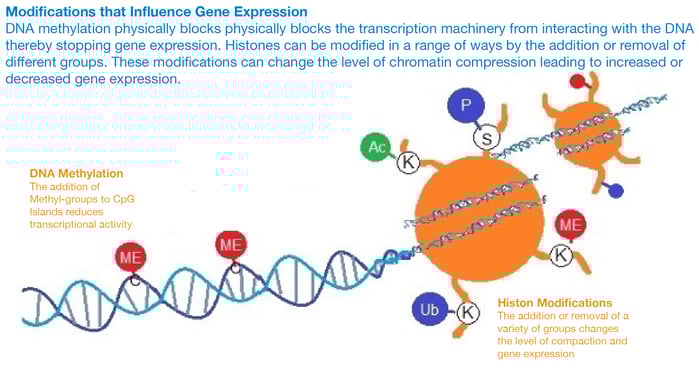 Shared Epigenetic Changes Underlie >> Illuminating Epigenetics With A Fret Based Biosensor Shared Epigenetic Changes Underlie >> Illuminating Epigenetics With A Fret Based Biosensor